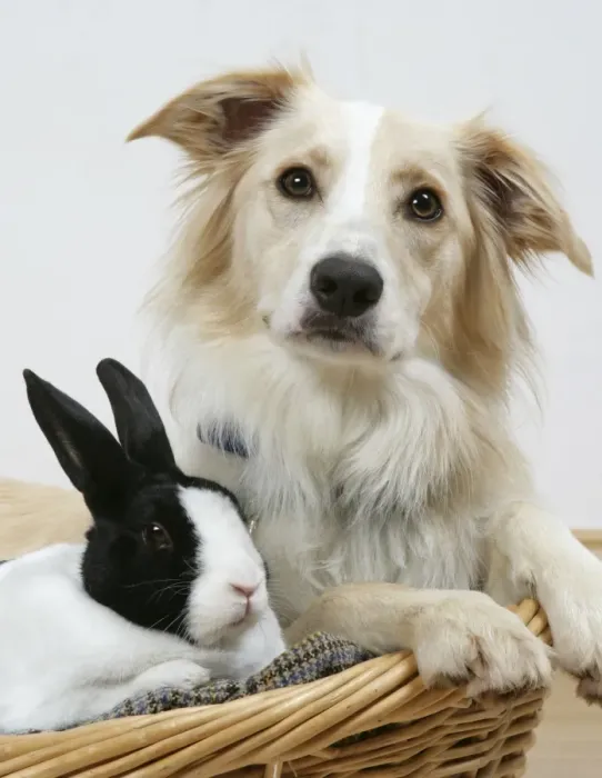 Framed Print : Collie cross dog & dutch rabbit - resting in basket Framed Print : Collie cross dog & dutch rabbit - resting in basket