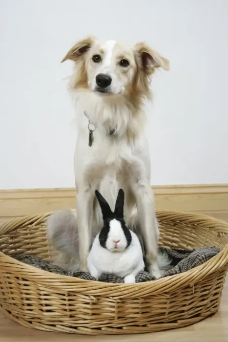 Framed Print : Collie cross dog & dutch rabbit - resting in basket Framed Print : Collie cross dog & dutch rabbit - resting in basket