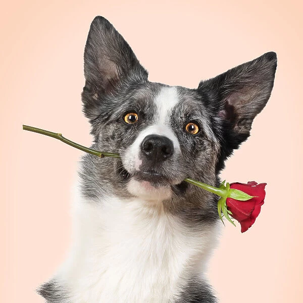 Collie X breed Dog, with a red rose in mouth