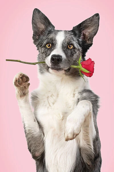 Collie X breed Dog, sitting, paws up with a red rose in mouth, pink background