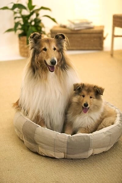 CollieDog - Female with puppy sitting in basket