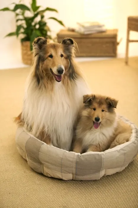 Framed Print : CollieDog - Female with puppy sitting in basket Framed Print : CollieDog - Female with puppy sitting in basket