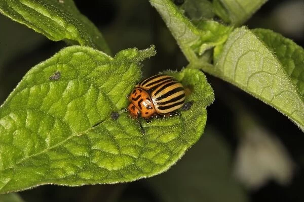 Colorado potato beetle. France