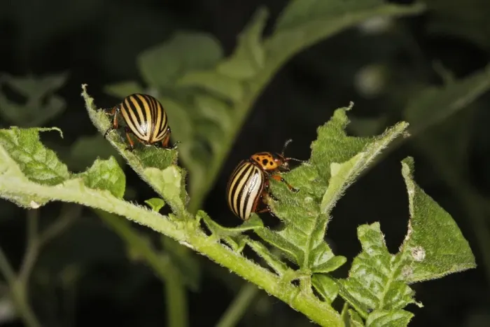 Framed Print : Colorado potato beetle - two. France Framed Print : Colorado potato beetle - two. France