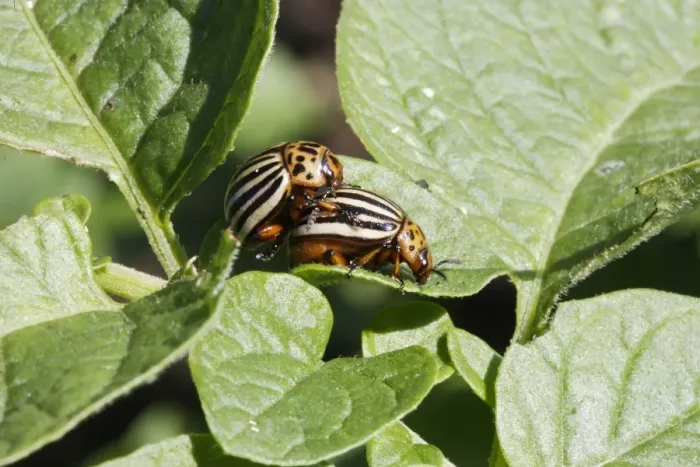Framed Print : Colorado potato beetle - two. France Framed Print : Colorado potato beetle - two. France