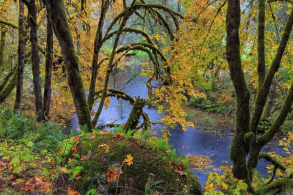 Colorful autumn maples along Humbug Creek in Clatsop County, Oregon, USA Date: 17-10-2021