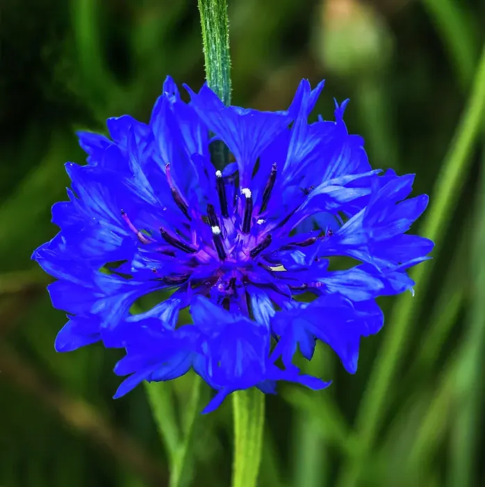 Framed Print : Colorful blue Bachelor's Button Cornflower blooming. Native to Europe now all over the World Date: 04-02-2021