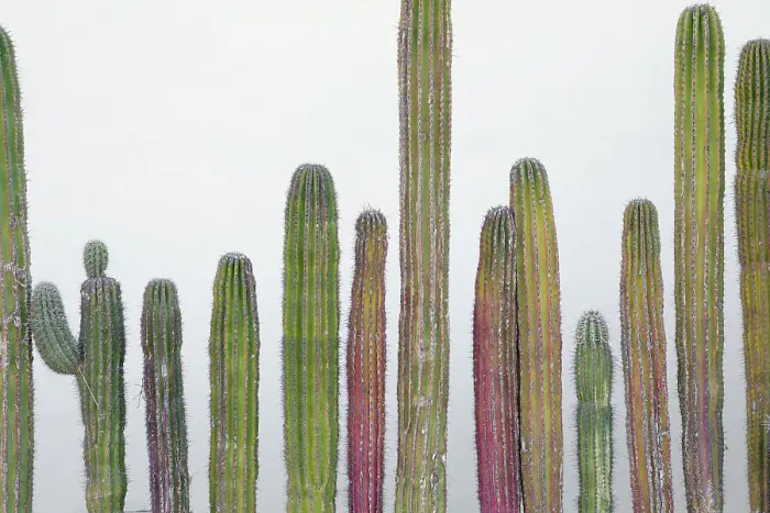 Framed Print : Colorful cactus. Cabo San Lucas, Mexico. Date: 16-03-2021