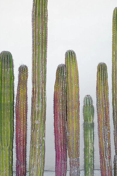 Colorful cactus. Cabo San Lucas, Mexico. Date: 16-03-2021