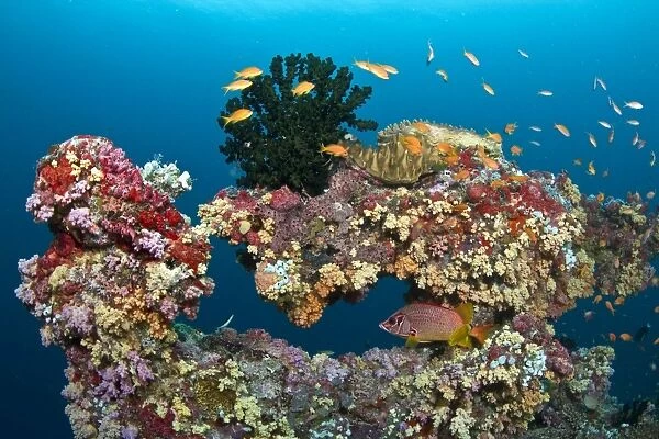 Colorful Marine Sponges and Soft Corals (Dendronephthya sp) - Kunavashi - Felidhoo Atoll - Maldives