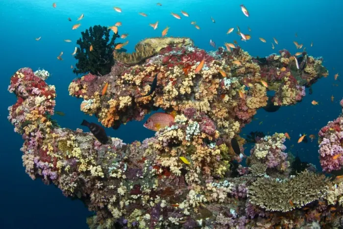 Framed Print : Colorful Marine Sponges and Soft Corals (Dendronephthya sp) - Kunavashi - Felidhoo Atoll - Maldives Framed Print : Colorful Marine Sponges and Soft Corals (Dendronephthya sp) - Kunavashi - Felidhoo Atoll - Maldives