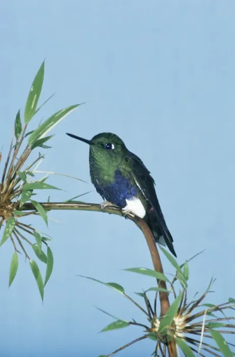 Framed Print : Colorful Puffleg Framed Print : Colorful Puffleg