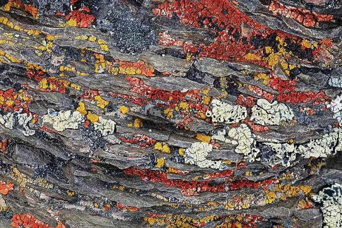 Framed Print : Colorful red and yellow lichens on rocks, eastern Sierra Range, California Date: 28-07-2011 Framed Print : Colorful red and yellow lichens on rocks, eastern Sierra Range, California Date: 28-07-2011