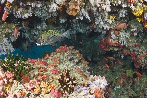 Colorful Soft Corals and Marin Sponges - Maalhos Thila - North-Ari atoll - Maldives