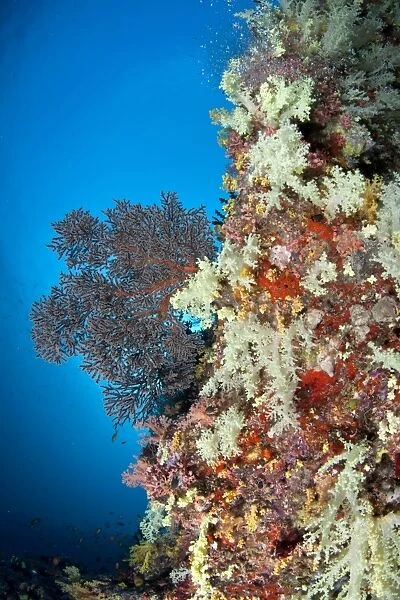 Colorful Tree Soft Corals and Gorgonian Sea Fan (Melithaea sp. ) at Fotteyo - Felidhoo Atoll - Maldives