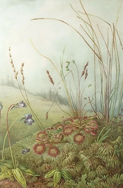 Colour plate illustrating insectivorous plants Sundew and Butterwort from The Natural History of Plants Marilaun Oliver 1896