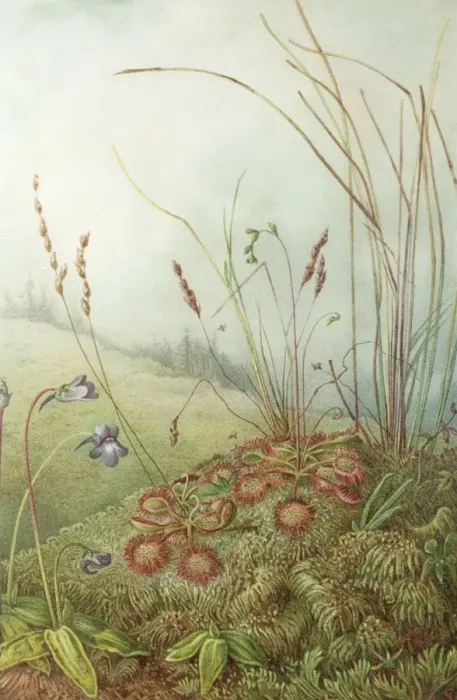 Framed Print : Colour plate illustrating insectivorous plants Sundew and Butterwort from The Natural History of Plants Marilaun Oliver 1896 Framed Print : Colour plate illustrating insectivorous plants Sundew and Butterwort from The Natural History of Plants Marilaun Oliver 1896