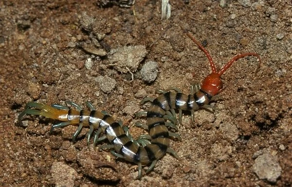 A colourful centipede, unidentified species