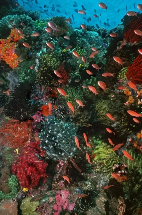 Framed Print : Colourful coral scene underwater Pink Anthias swim over a coral reef in Komodo marine park Komodo Island, Indonesia Framed Print : Colourful coral scene underwater Pink Anthias swim over a coral reef in Komodo marine park Komodo Island, Indonesia