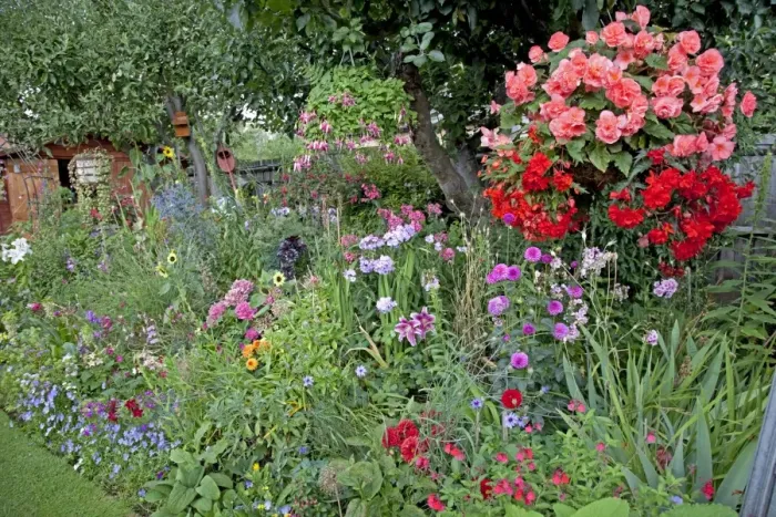Framed Print : Colourful display of flowers in garden - Cheltenham - UK Framed Print : Colourful display of flowers in garden - Cheltenham - UK