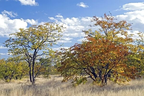 Colours of mopane veld, due mostly to the mopane tree. Letaba, Kruger National Park, South Africa