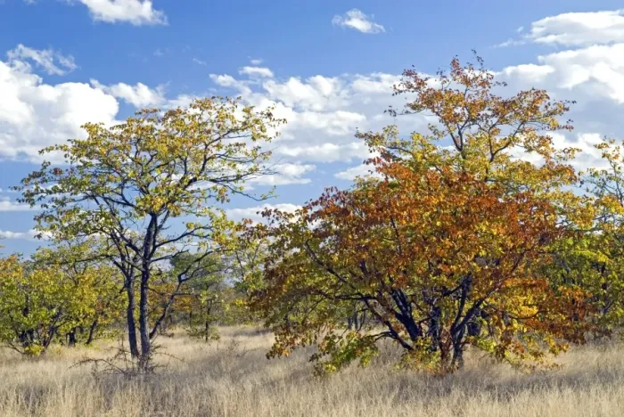 Framed Print : Colours of mopane veld, due mostly to the mopane tree. Letaba, Kruger National Park, South Africa Framed Print : Colours of mopane veld, due mostly to the mopane tree. Letaba, Kruger National Park, South Africa