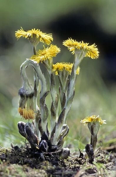 Coltsfoot. ME-1703. Coltsfoot - in spring