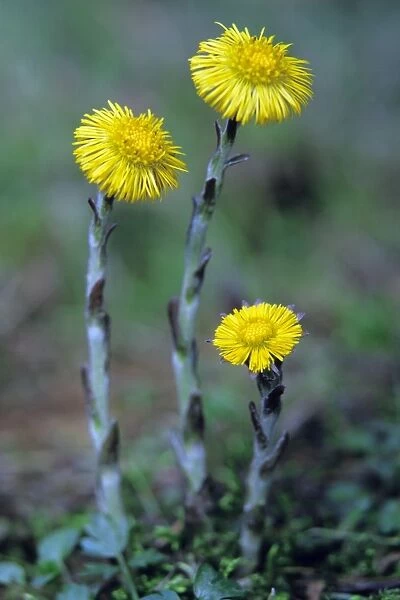 Coltsfoot - plant and flowers Lower Saxony, Germany
