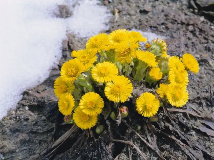 Framed Print : Coltsfoot - in the snow Framed Print : Coltsfoot - in the snow