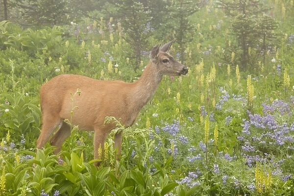 Columbian Black-tailed Deer - feeding among flowers in mist