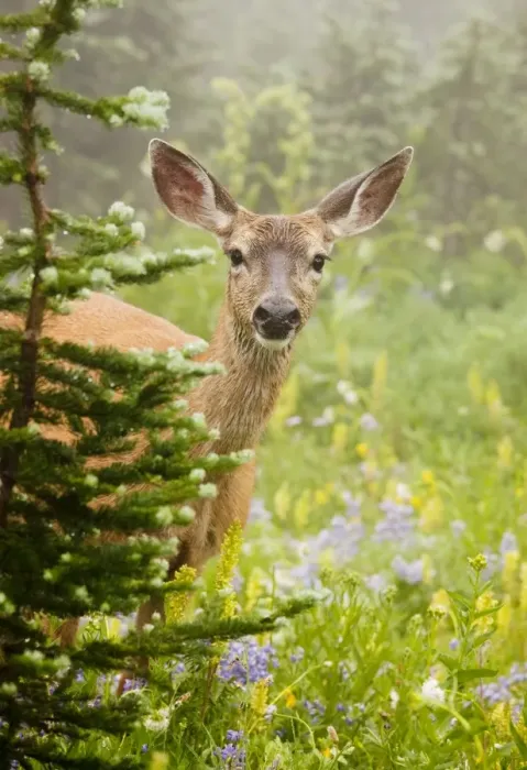 Framed Print : Columbian Black-tailed Deer - feeding among flowers in Mount Rainier National Park, Washington, USA, North America Framed Print : Columbian Black-tailed Deer - feeding among flowers in Mount Rainier National Park, Washington, USA, North America