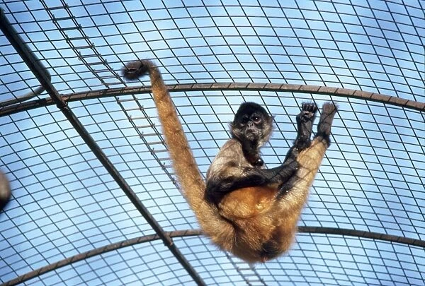 Columbian Brown Spider Monkey - showing use of prehensile tail