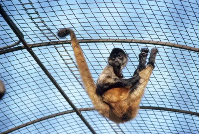 Framed Print : Columbian Brown Spider Monkey - showing use of prehensile tail Framed Print : Columbian Brown Spider Monkey - showing use of prehensile tail