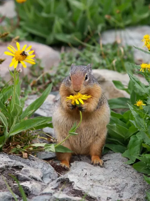 Framed Print : Columbian Ground Squirrel - eating flower - Glacier National Park - USA Framed Print : Columbian Ground Squirrel - eating flower - Glacier National Park - USA