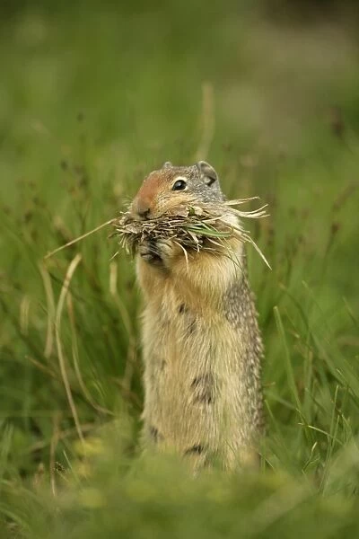 Columbian Ground Squirrel - Gathering grass in mouth to store in nest-Hibernates seven to eight months of the year-Eats grasses-plant stems and leaves-seeds-bulbs and tubers-insects-birds and other small vertebrates-Found in eastern Oregon
