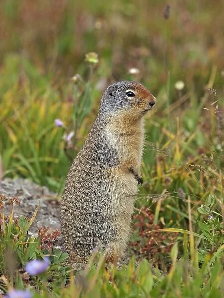 Columbian Ground Squirrel - Glacier National Park - USA
