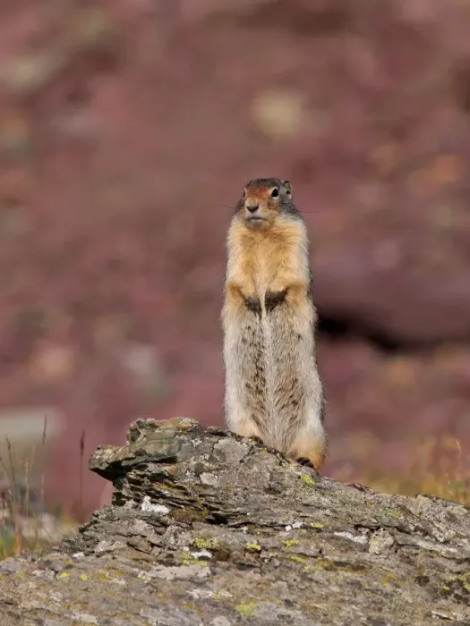 Framed Print : Columbian Ground Squirrel - Glacier National Park - USA Framed Print : Columbian Ground Squirrel - Glacier National Park - USA