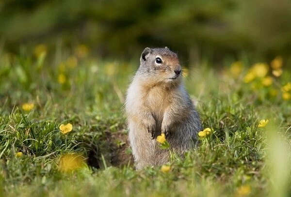 Columbian Ground Squirrel - Rockies - Canada
