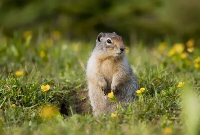 Framed Print : Columbian Ground Squirrel - Rockies - Canada Framed Print : Columbian Ground Squirrel - Rockies - Canada