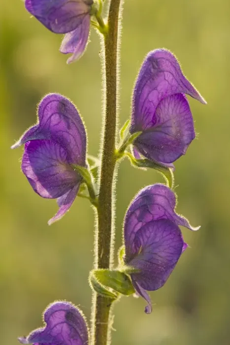 Framed Print : Columbian Monkshood / Western Monkshood (Aconitum columbianum) in flower, against the light. Mount Ashland, Oregon Framed Print : Columbian Monkshood / Western Monkshood (Aconitum columbianum) in flower, against the light. Mount Ashland, Oregon