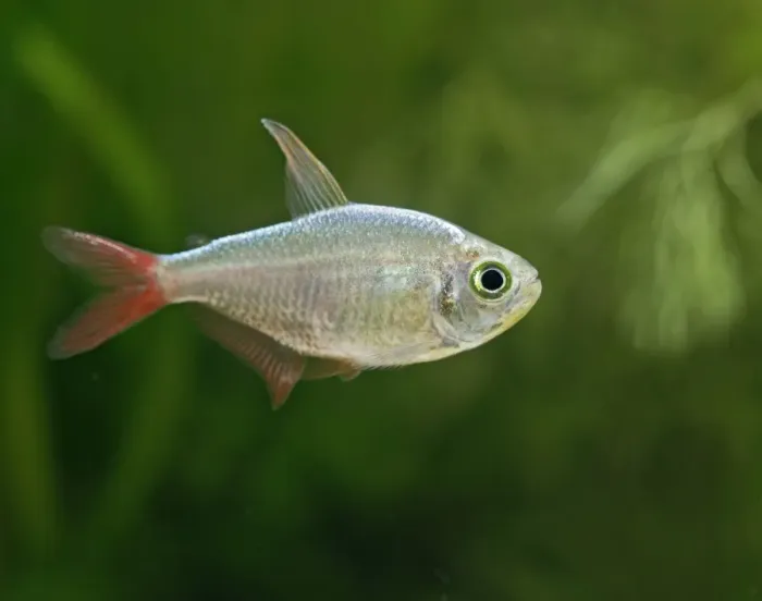 Framed Print : Columbian red fin tetra – side view, tropical freshwater Columbia 002834