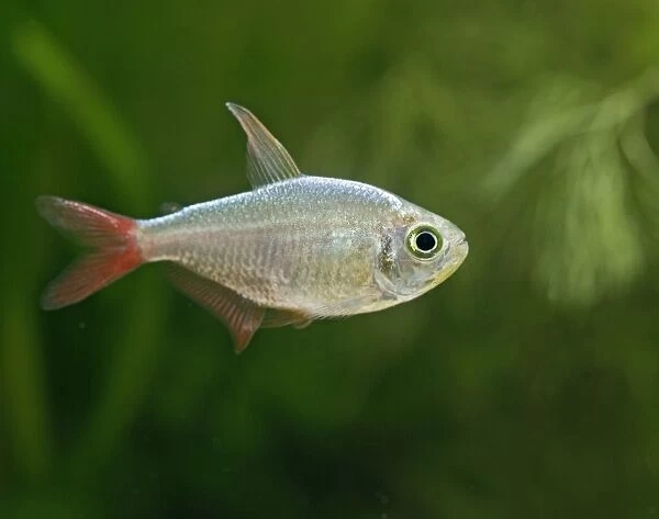 Columbian red fin tetra – side view, tropical freshwater Columbia 002834