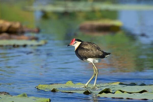 Comb-crested Jacana - adult standing on a Lotus Lily's leaf on a pond looking out - Fogg Dam, Northern Territory, Australia
