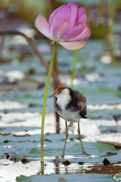 Framed Print : Comb-crested Jacana - juvenile standing under a blooming Lotus Lily on one of the flower's leaves - Fogg Dam, Northern Territory, Australia Framed Print : Comb-crested Jacana - juvenile standing under a blooming Lotus Lily on one of the flower's leaves - Fogg Dam, Northern Territory, Australia