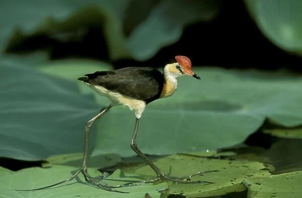 Comb-crested Jacana  /  Lotusbird - Standing on lilly - Kakadu National Park (World Heritage Area), Northern Territory, Australia, Indonesia to N and E Australia JPF51409