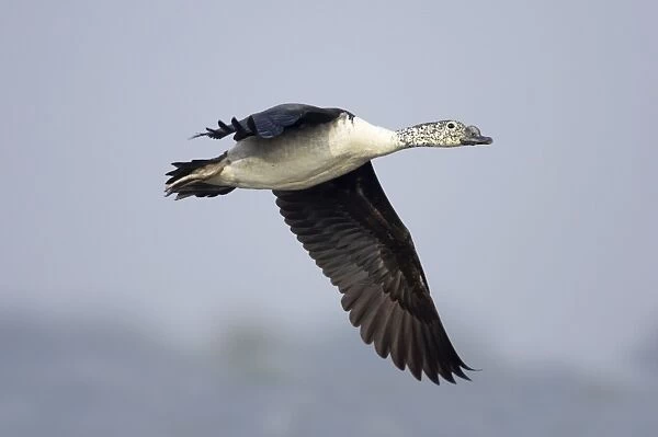 Comb Duck - coming in to land - Keoladeo Ghana National Park - Bharatpur - Rajasthan - India BI017729