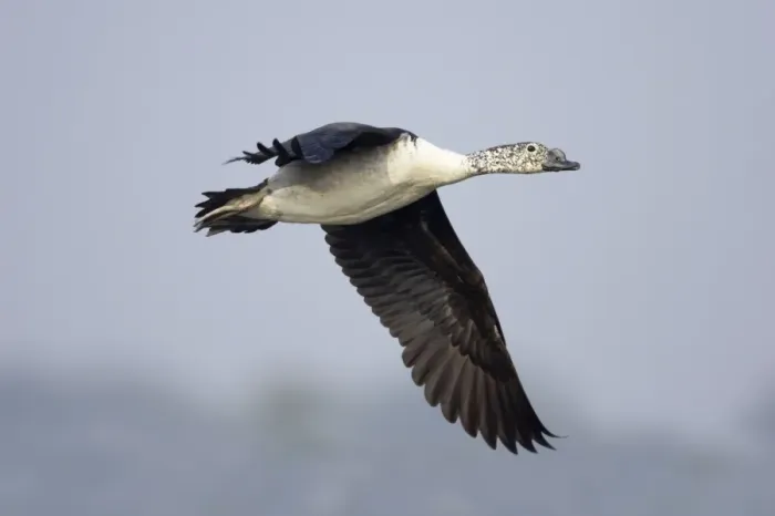 Framed Print : Comb Duck - coming in to land - Keoladeo Ghana National Park - Bharatpur - Rajasthan - India BI017729 Framed Print : Comb Duck - coming in to land - Keoladeo Ghana National Park - Bharatpur - Rajasthan - India BI017729
