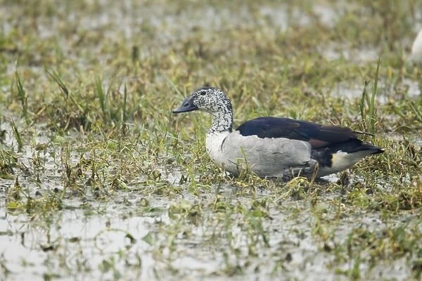 Comb Duck - Keoladeo Ghana National Park - Bharatpur - Rajasthan - India BI017682