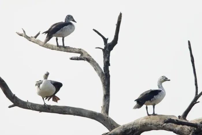 Framed Print : Comb Duck - roosting in dead tree - Keoladeo Ghana National Park - Bharatpur - Rajasthan - India BI017673 Framed Print : Comb Duck - roosting in dead tree - Keoladeo Ghana National Park - Bharatpur - Rajasthan - India BI017673
