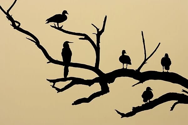 Comb Duck - silhouette of birds roosting in dead tree - Keoladeo Ghana National Park - Bharatpur - Rajasthan - India BI017674